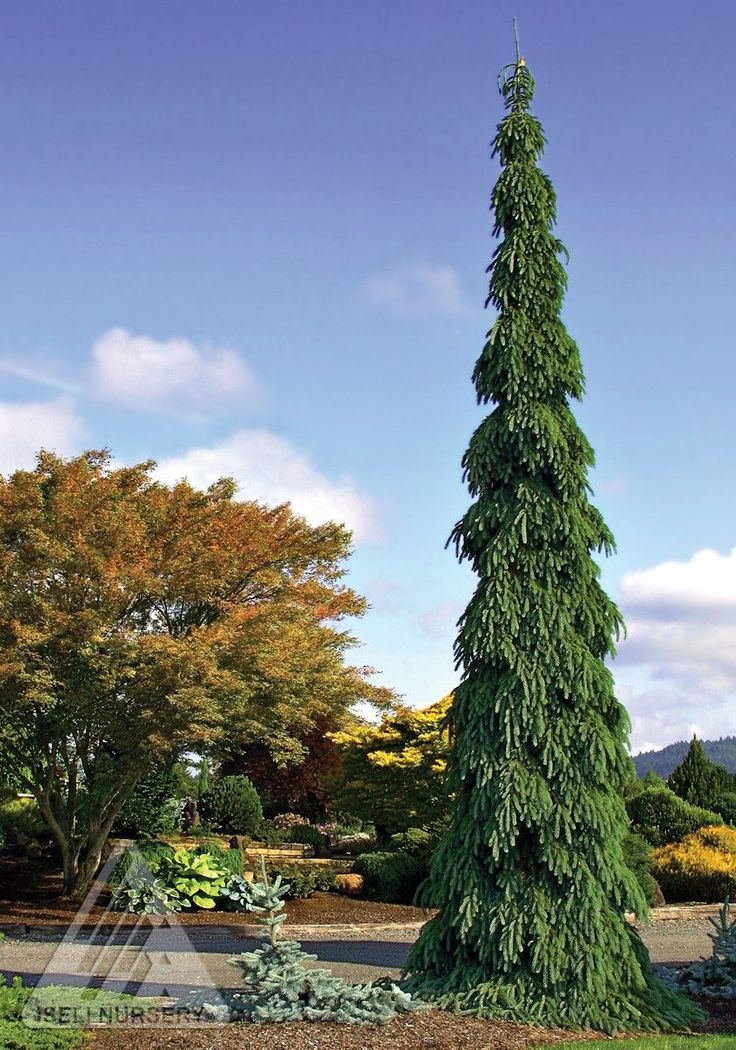 a tall green tree sitting in the middle of a park