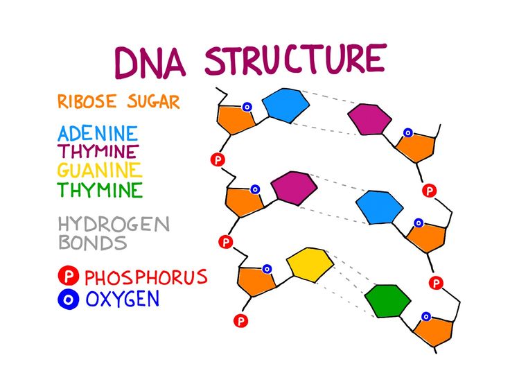 the diagram shows how many different types of structures are present in this image, including hydrogens and polyphrous oxygen