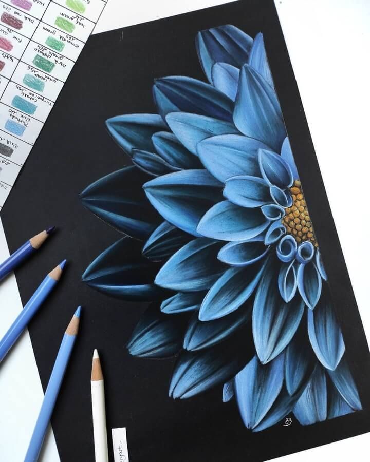 flower pencil drawing Black Paper Art, Pencil Drawings Of Flowers, Prismacolor Art, Black Paper Drawing, Colored Pencil Artwork, Colored Pencil Art, Colour Pencil, Arte Inspo, Art Drawings Sketches Creative