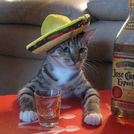 a cat wearing a sombrero sitting on top of a table next to a bottle of alcohol