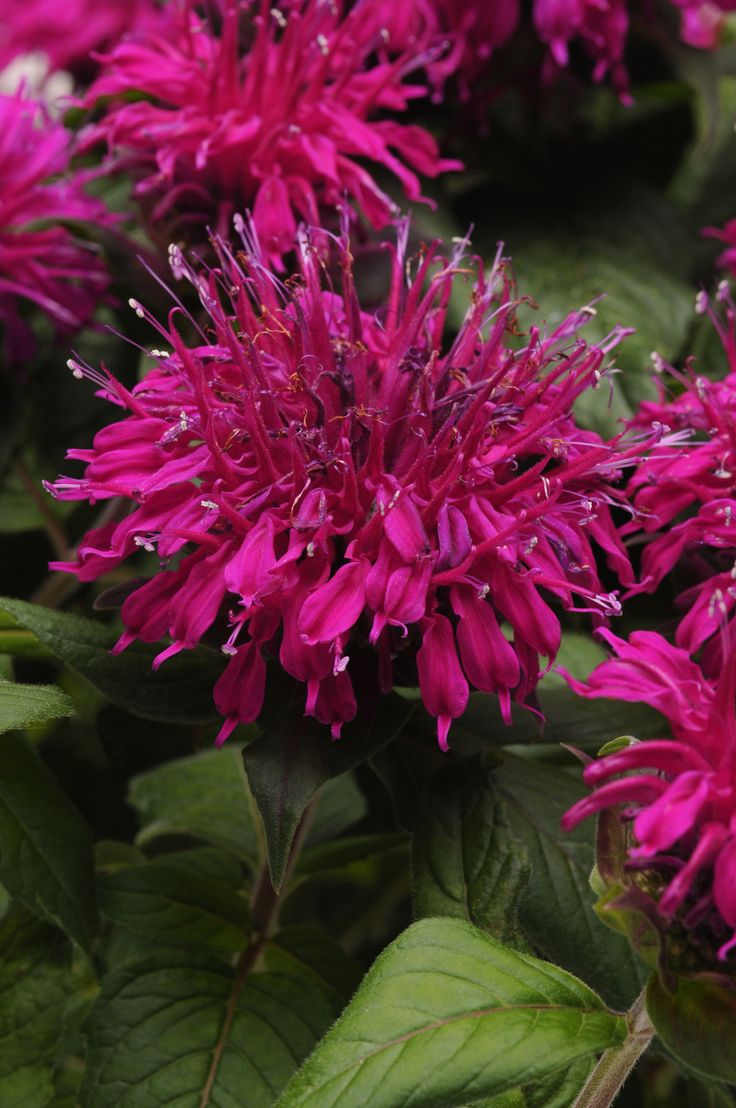 purple flowers with green leaves in the background