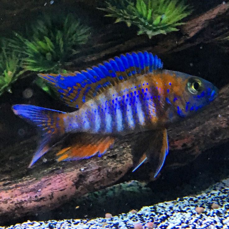 an orange and blue fish is swimming in the water