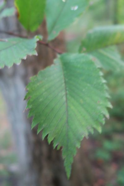 a close up of a leaf on a tree