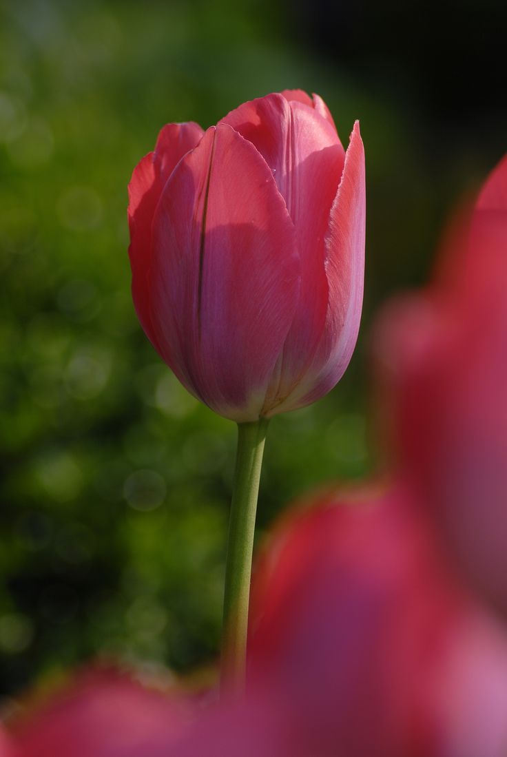 a single pink tulip stands out among the others