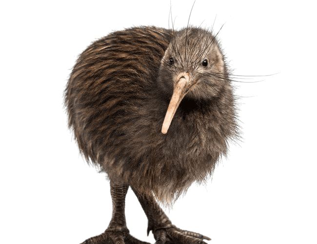 an image of a kiwi bird standing on its hind legs and looking at the camera