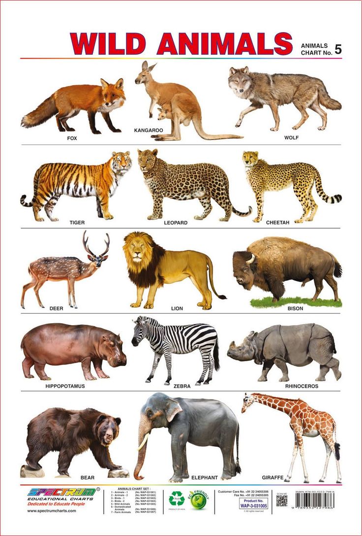 an animal poster with different types of wild animals