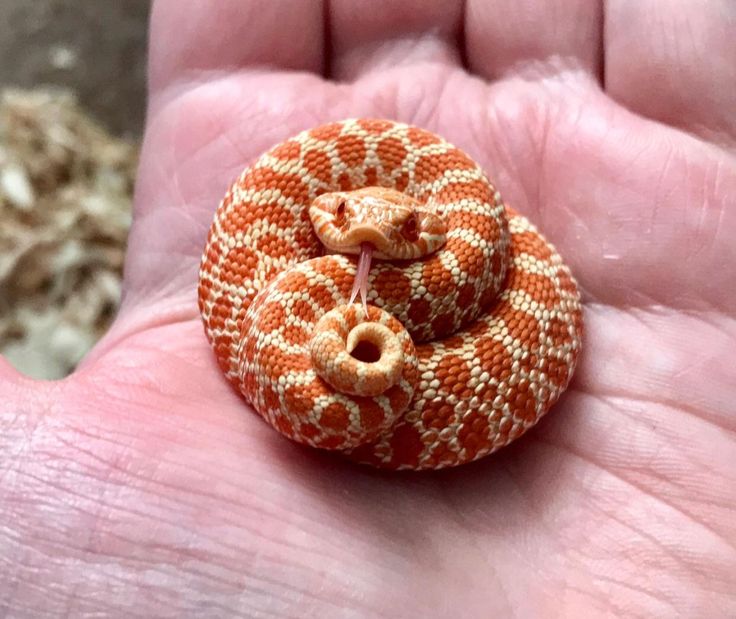 a small orange and white snake on someone's hand