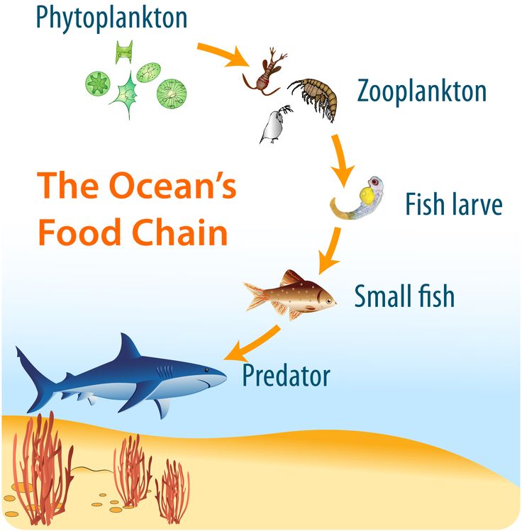 the ocean's food chain includes fish, predators, predator and other marine life