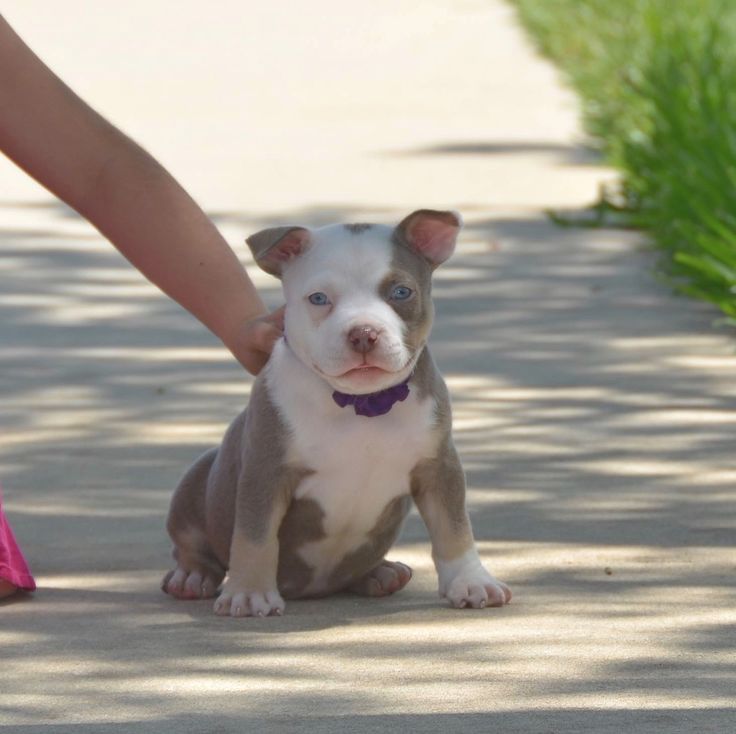 a small white and brown dog sitting on top of a sidewalk next to a person