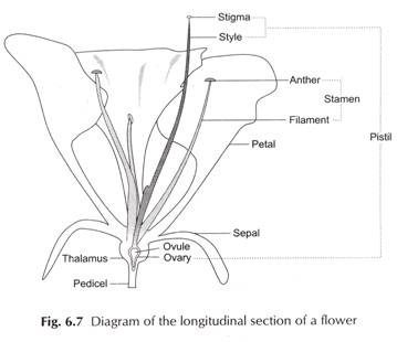 diagram of the longula section of a flower