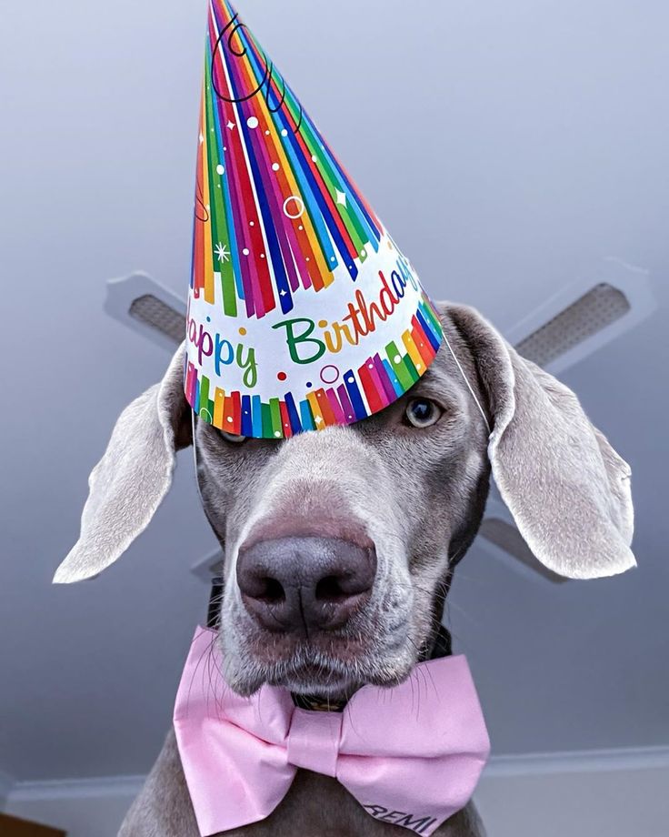 a dog wearing a birthday hat with the words happy birthday on it's side