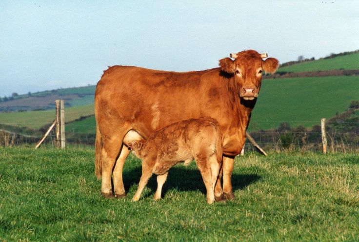 a mother cow standing next to her calf on a lush green field with rolling hills in the background