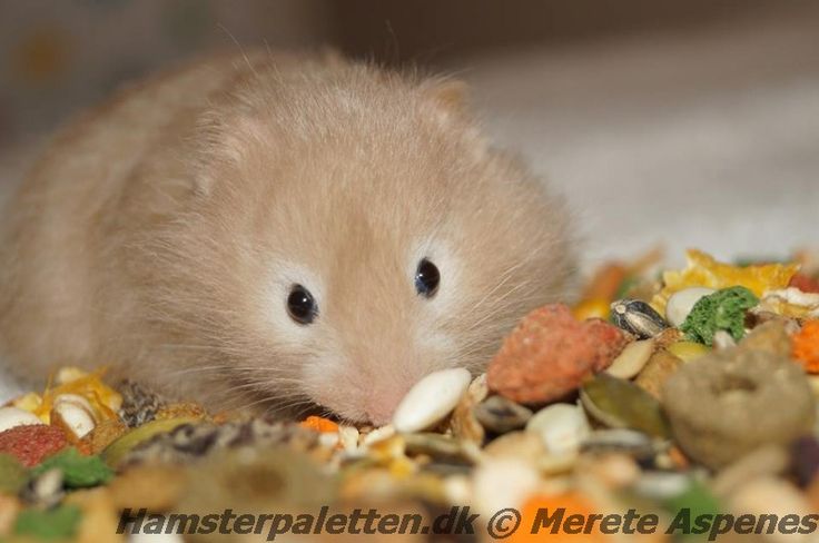 a small hamster eating food from a pile