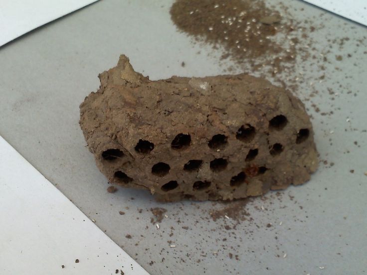 a rock with holes in it sitting on top of a white counter next to dirt