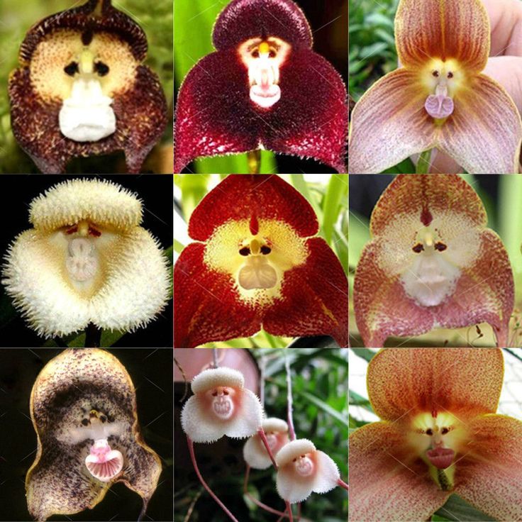 there are many different types of orchids in this photo collage, each with a monkey's face on it