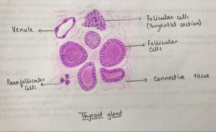 an image of a diagram of the structure of a plant cell with labels on it