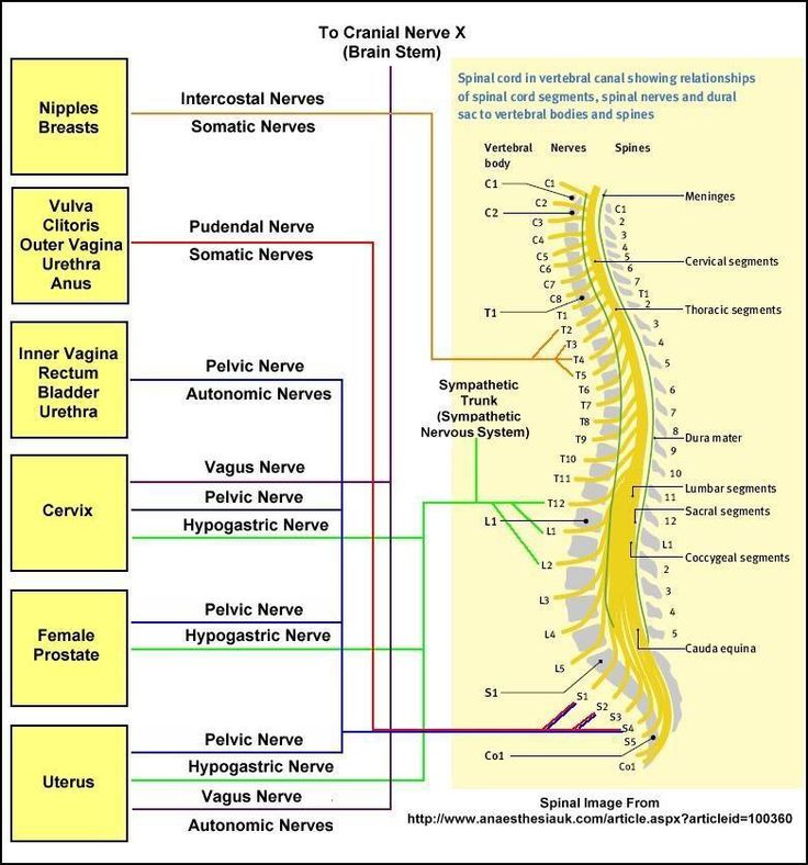 Erogenous Zones Chart