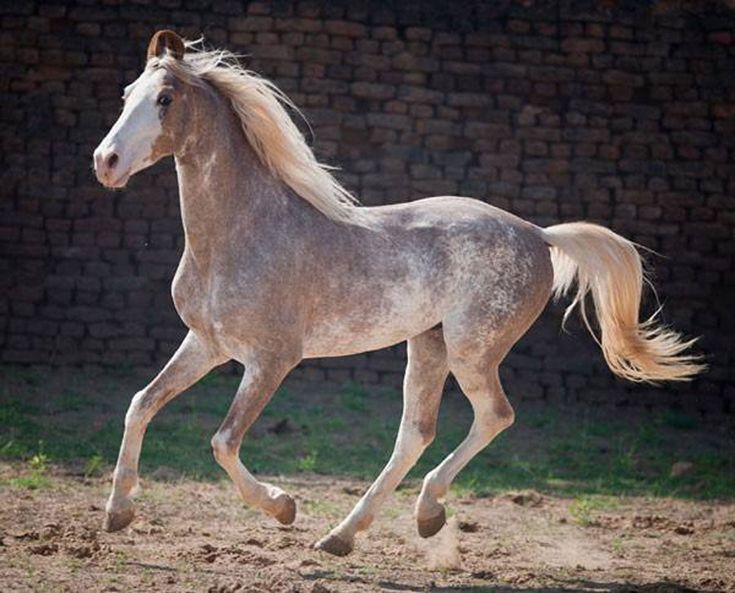 a horse running in the dirt near a brick wall