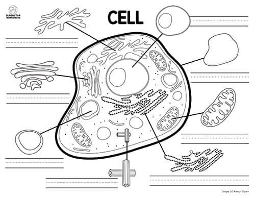 Parts Of An Animal Cell Worksheet