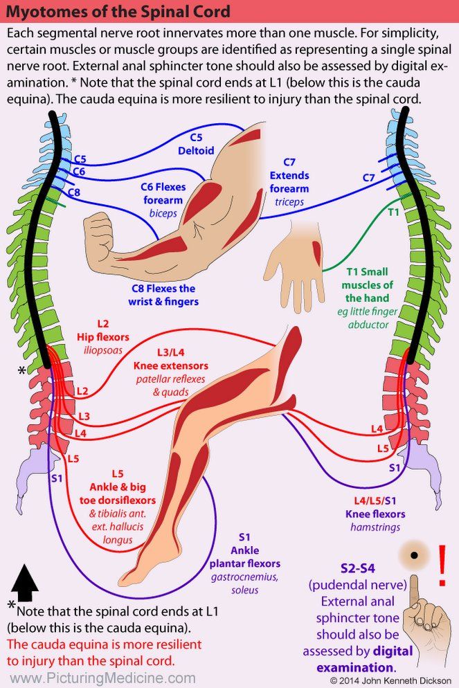 Myotomes of the Spinal Cord Each segmental nerve root ... | Medical ...