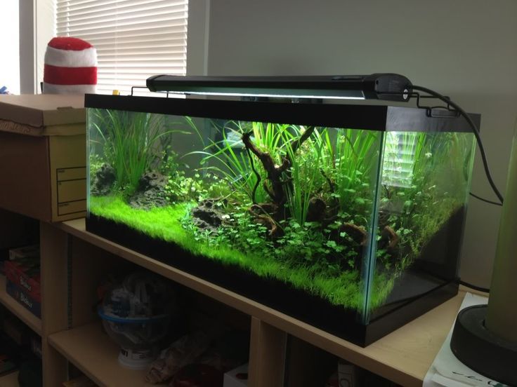 a fish tank sitting on top of a wooden shelf