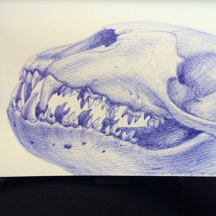 Leopard seal teeth, ballpoint pen Leopard Seal, Ballpoint Pen, Angela ...