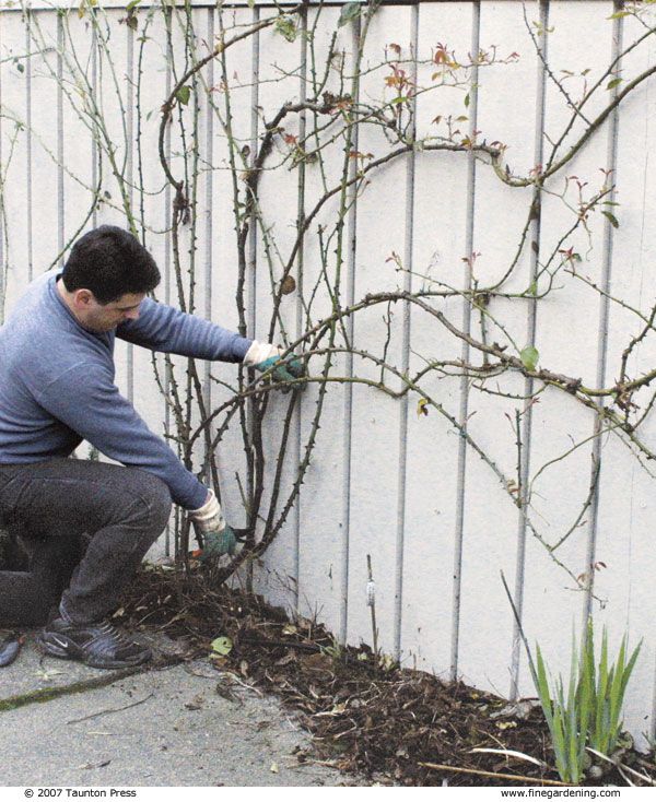 a man is pruning a small tree in front of a white wall and fence