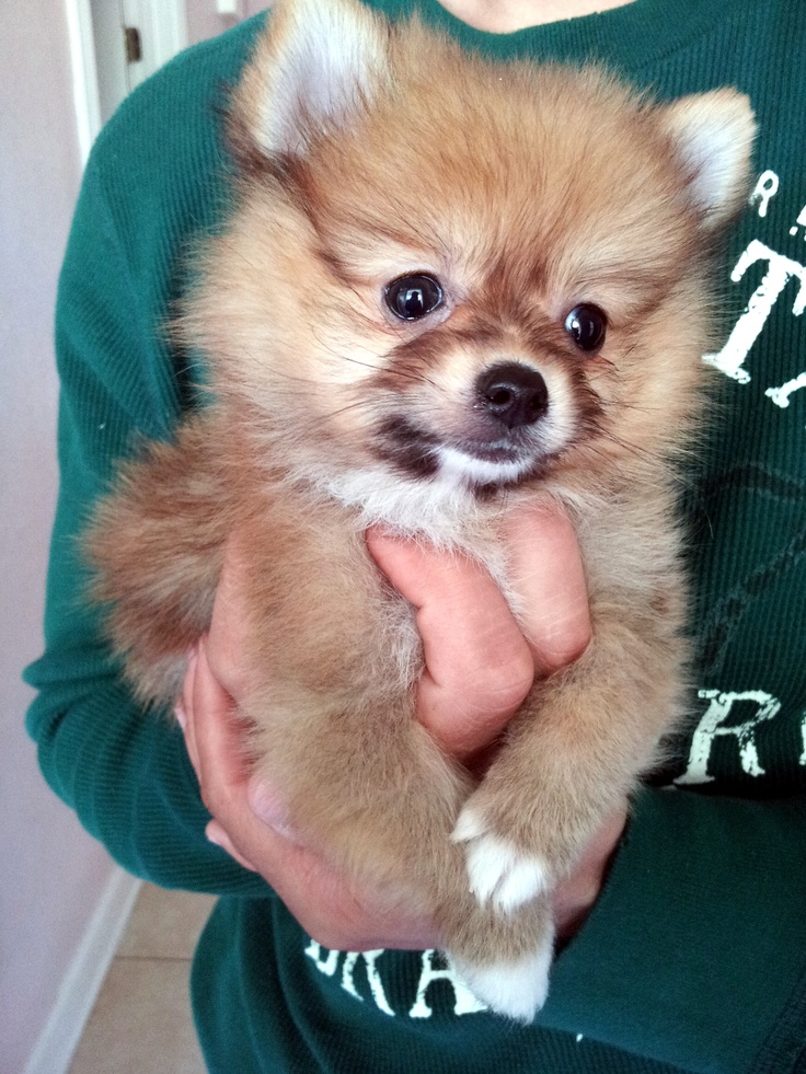 a person holding a small brown dog in their hands and wearing a green sweater with white lettering on it