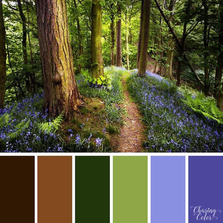 an image of a forest with bluebells and trees in color palette swatches