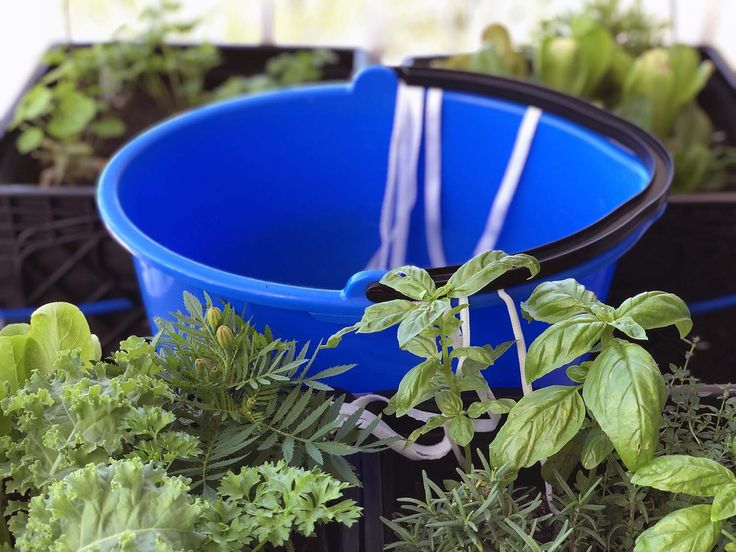 several different types of plants in plastic containers