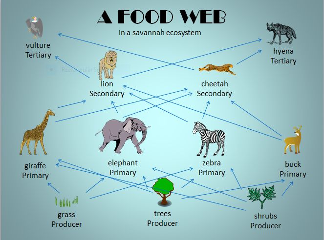 a food web diagram with different types of animals