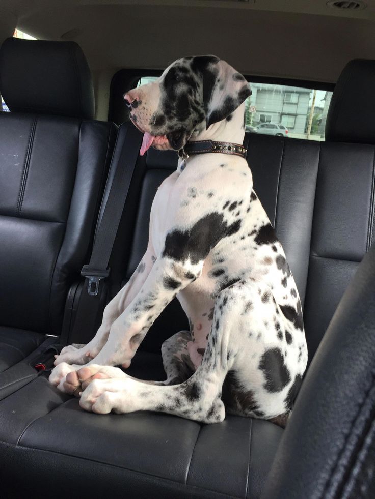 a dalmatian dog sitting in the back seat of a car