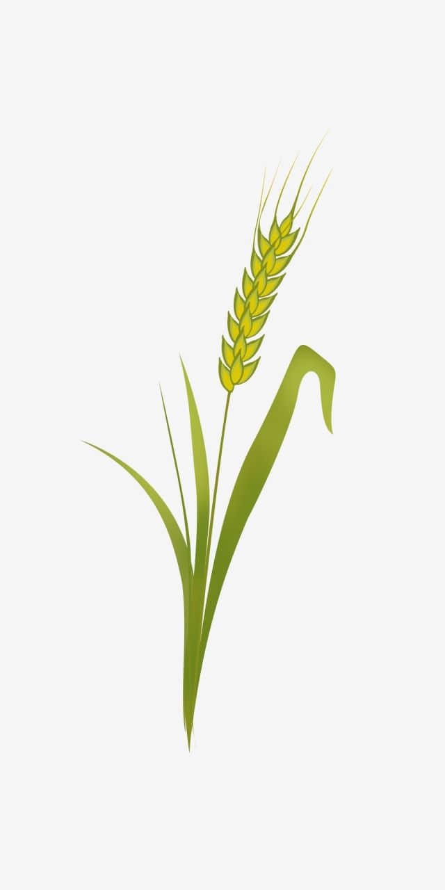 Wheat Images, Wheat Illustration, Maize Plant, Wheat Drawing, Wheat Plant, Beer Background, Church Banners Designs, Plant Cartoon, Green Png