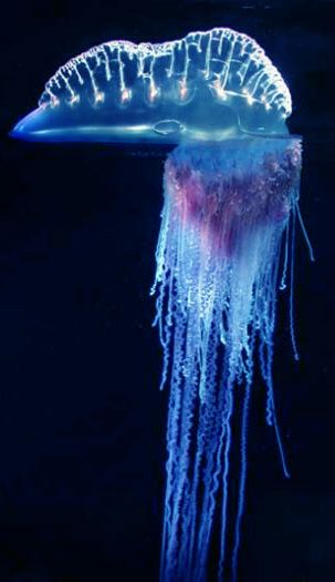 a blue jellyfish floating in the water at night