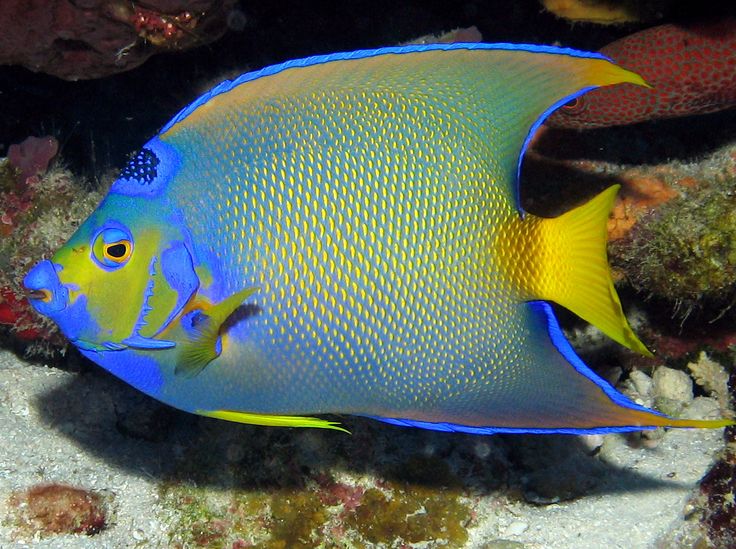 a blue and yellow fish swimming in the ocean