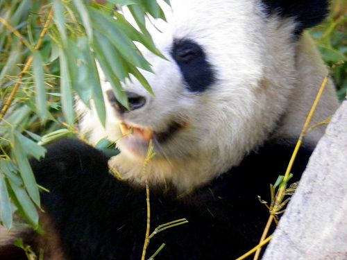 a black and white panda eating bamboo leaves