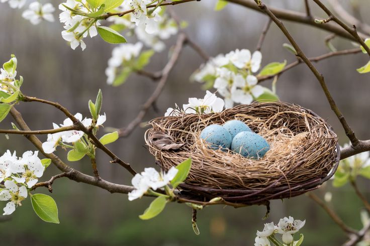 two blue eggs are in a nest on a tree branch with white flowers and green leaves