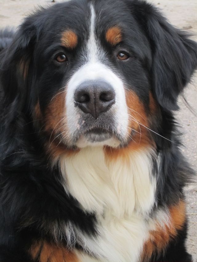 a large black and brown dog sitting on the ground