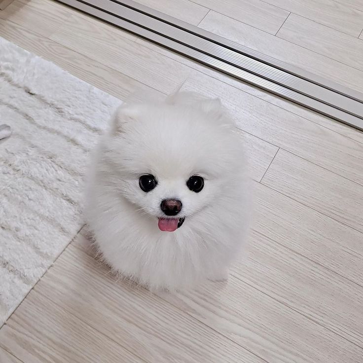 a small white dog sitting on top of a wooden floor