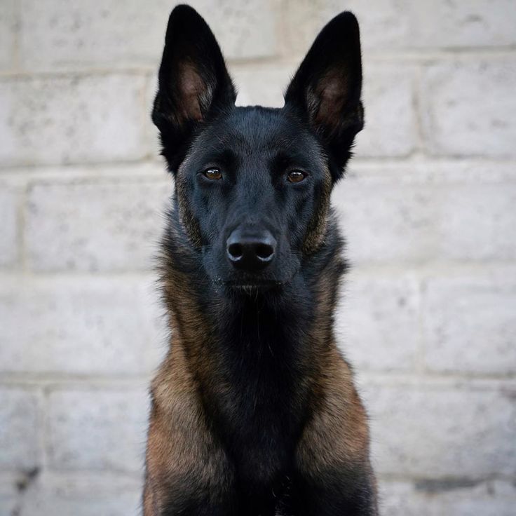 a black and brown dog standing in front of a brick wall looking at the camera