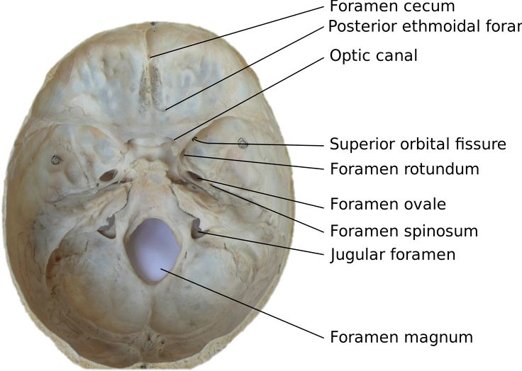 Nerve Runs Through The Holes On Either Side Of The Foramen Magnum Description From Studyblue Co Health Fitness Motivation Fitness Jobs Daily Exercise Routines