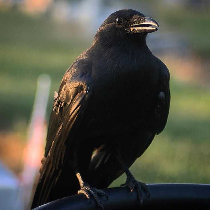 a black bird sitting on top of a metal pole