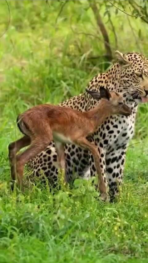 Leopard Saves Deer from Hyena