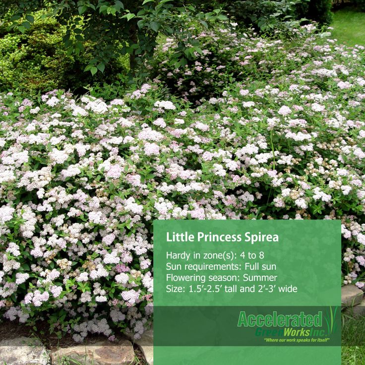 the little princess spirea is in bloom with white flowers