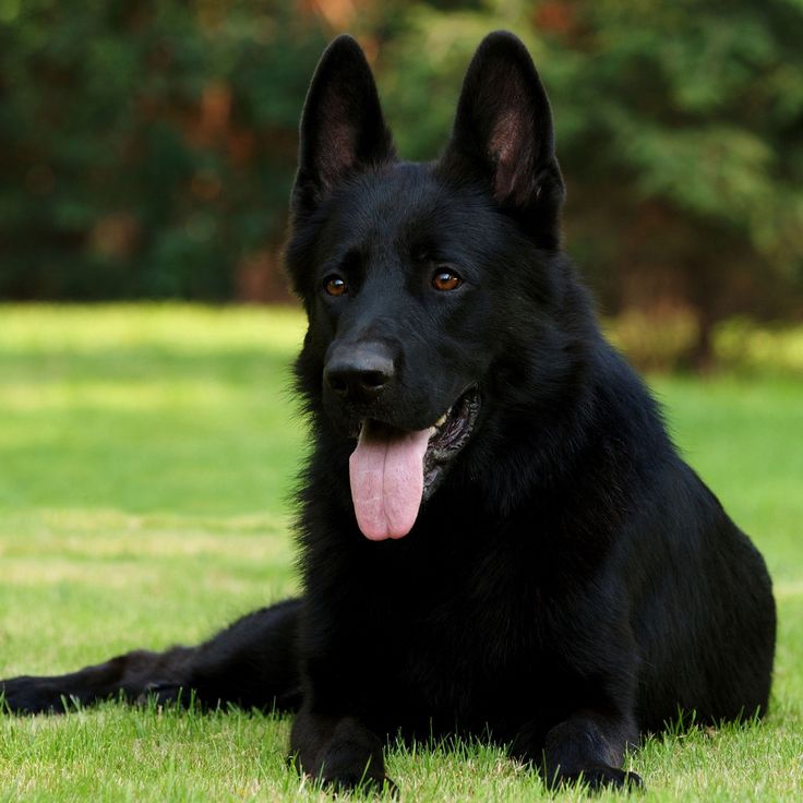 a black dog laying in the grass with its tongue hanging out and it's tongue sticking out