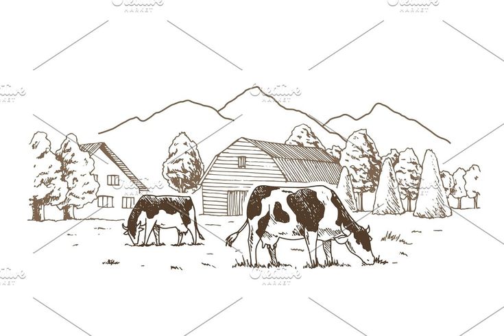 two cows grazing in front of a barn with mountains in the background, black and white drawing