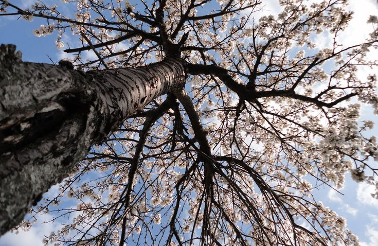 looking up at the tops of trees in bloom