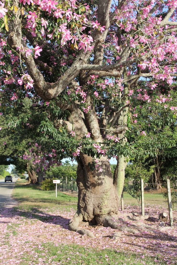 a large tree with pink flowers on it