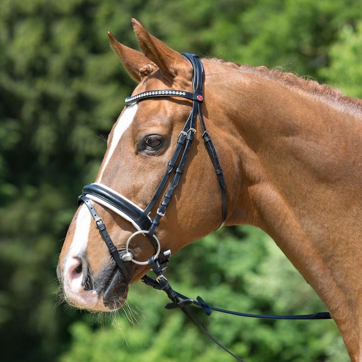 a brown horse wearing a black bridle on its head and neck with trees in the background