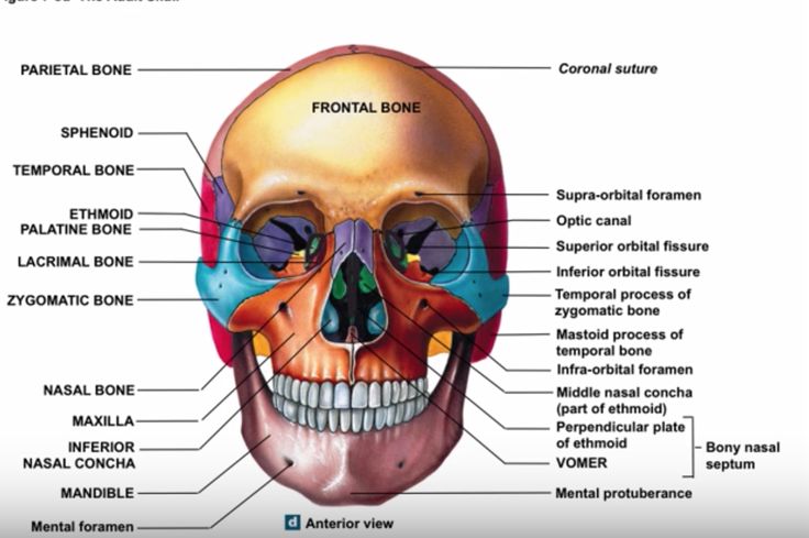 Posted by: Lisa Weber Found at https://www.youtube.com/watch?v=plSp_CS3B-k Posted on: 8/20/14 Palatine Bone, Class Board, Cartoon Stickers, The Face, Bones, Quick Saves